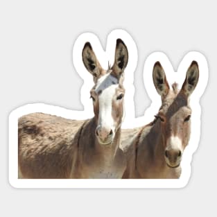 Wildlife, wild burros, Oatman, Arizona Sticker